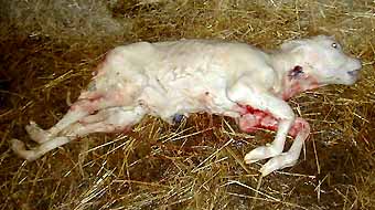 arthrogrippose charolais