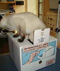 distributeur de chat !