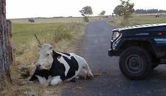 vache encore couchée