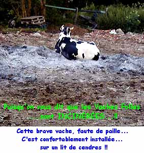 vache couch&eacute;e sur les cendres