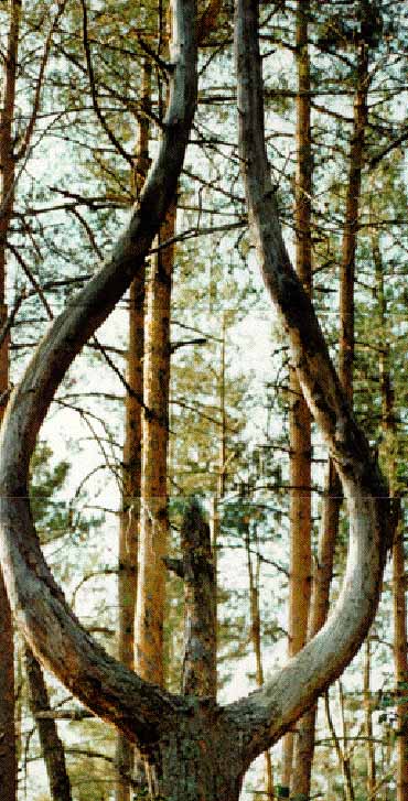 arbre "chandelier" exceptionnel