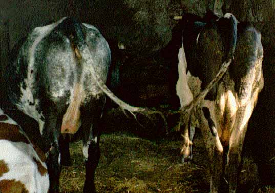 &agrave; la queue leu-leu !