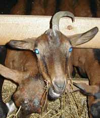 ch&egrave;vre "Nimbus"