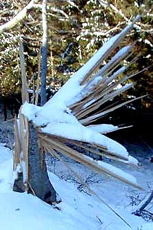 Tronc &eacute;clatt&eacute; en couteau Suisse !